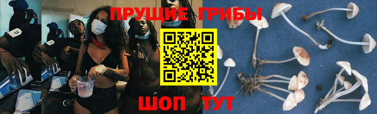 Галлюциногенные грибы Psilocybe  Вход с VPN  Кувандык 